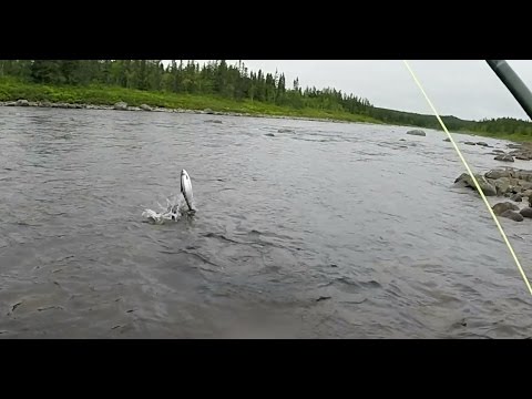 Early Season Salmon Fishing Gander River 2015
