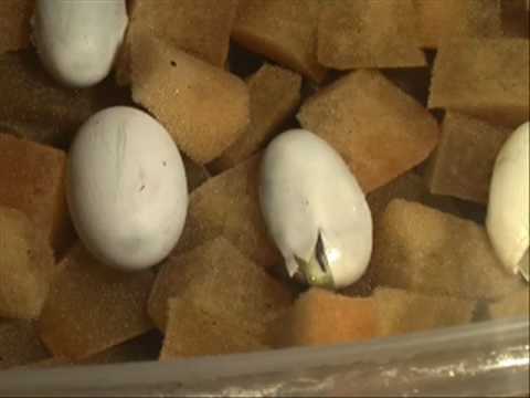 YouTube Video oT0SKR1PCT0