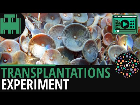 Zellkern Transplantationsexperiment│Biologie Lernvideo [Learning Level Up]