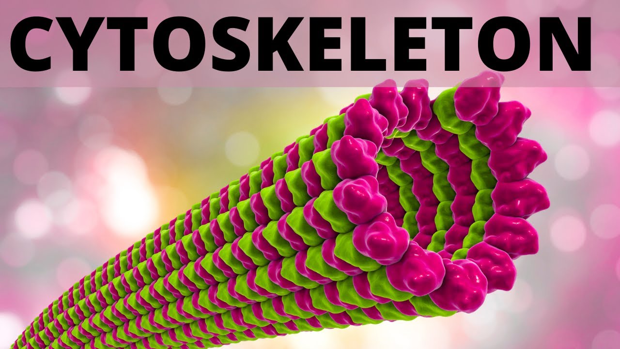 Cytoskeleton - Class 11 Bio/NEET