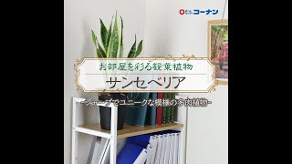 サンセベリアを育てよう【観葉植物】