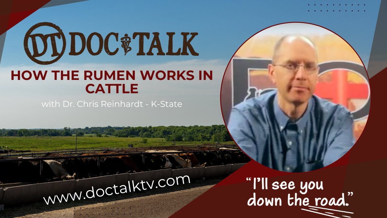 DocTalk Ep 208 – How the Rumen Works in Cattle