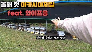 올해 꿀이 적을 수 밖에 없는 이유와 아카시아 채밀