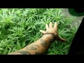 Flower week 3 day 18 4x4 scrog Blue Dream and Sour Diesel Flower week 3 day 18 4x4 scrog Blue Dream and Sour Diesel