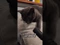 Tuxedo And Gray Cat Meow ASMR