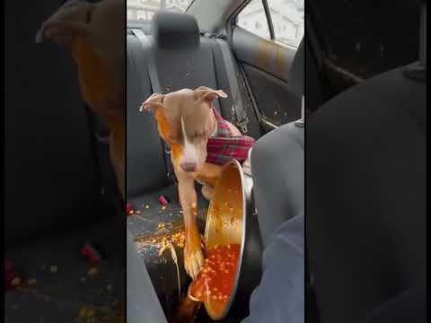 Se arruinó la cena de la posada #humor #boxefitness #comedia #posadanavideña #viralvideo #shorts