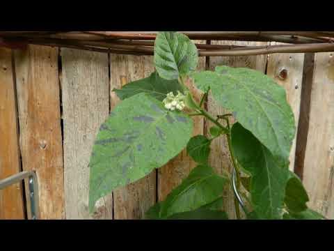Hardy Tamarillo  Solanum corymbiflora  21.  Mai 2025