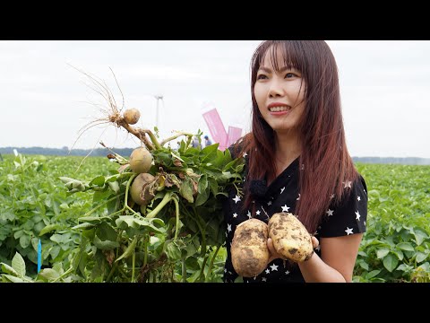 , title : 'Xem nông dân Hà Lan trồng nhiều loại Khoai Tây quá tuyệt vời !! Sarah Nguyen cuộc sống Hà Lan'