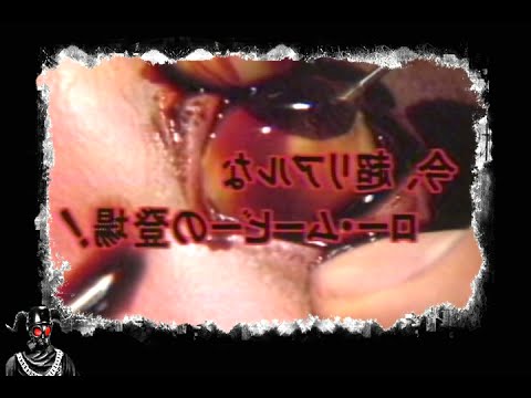 Trailer-Vorschau: Guinea Pig 1: Devil's Experiment