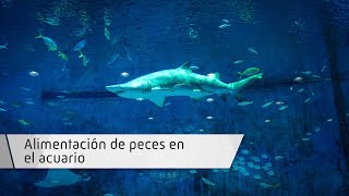 Alimentación de peces en el acuario Alimentación de peces en el acuario