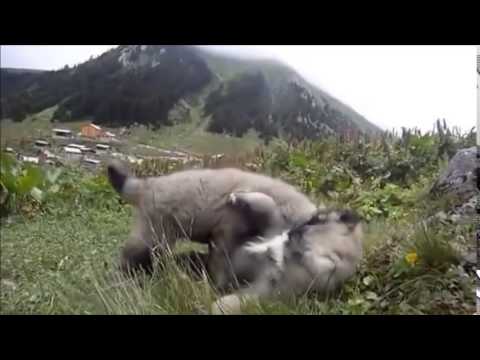 Gökhan Birben ♪  Ot Yesem Yaylalarda