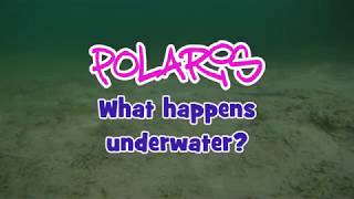 Crazy fish polaris 2