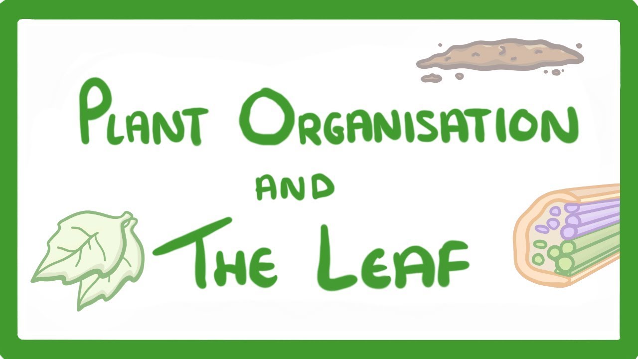How are palisade cells adapted for their function in photosynthesis