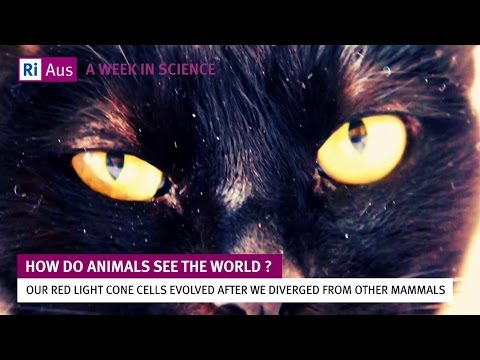 How do animals see the world? - A Week in Science