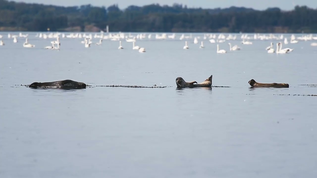 Sæler ved Strynø i UNESCO Global Geopark Det Sydfynske Øhav
