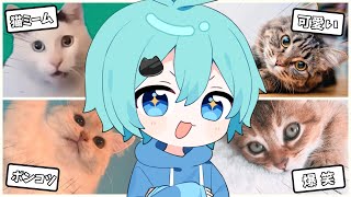 【配信】面白い猫の動画を一緒に見る!!!!!【そらねこ】【めろんぱーかー】【めろぱか】