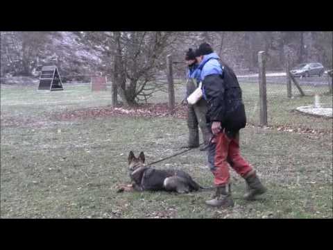 Hesi Zde-Sko, 17 months - protection, helper Marek Černý