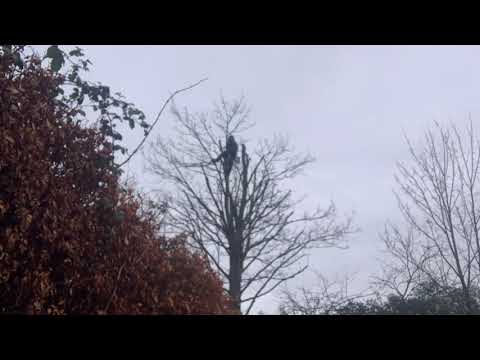 Branching Out - Tree Work & Hedge Cutting video.