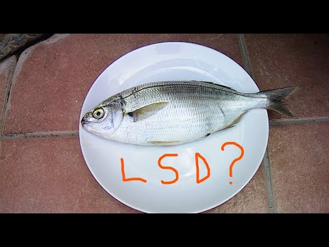 A hallucinogenic fish, the Salpa.The possible psychotropic effect, similar to LSD, that it can cause
