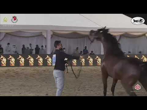 N 436 SHAHWAN AL HAWAJER   Al Dhafrah Arabian Horse Championship 2021   Stallions 4 6 Years Old Clas