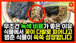 [귀찮으면 붓기만 하세요]ㅣ누구나 집에 있는 이것을 식물에 부어보세요, 내일부터 바로 좋아집니다