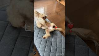 ホームセンターで買ったマットにご満悦のスピプー犬まーま #犬 #ホームセンター #犬との暮らし #いぬ