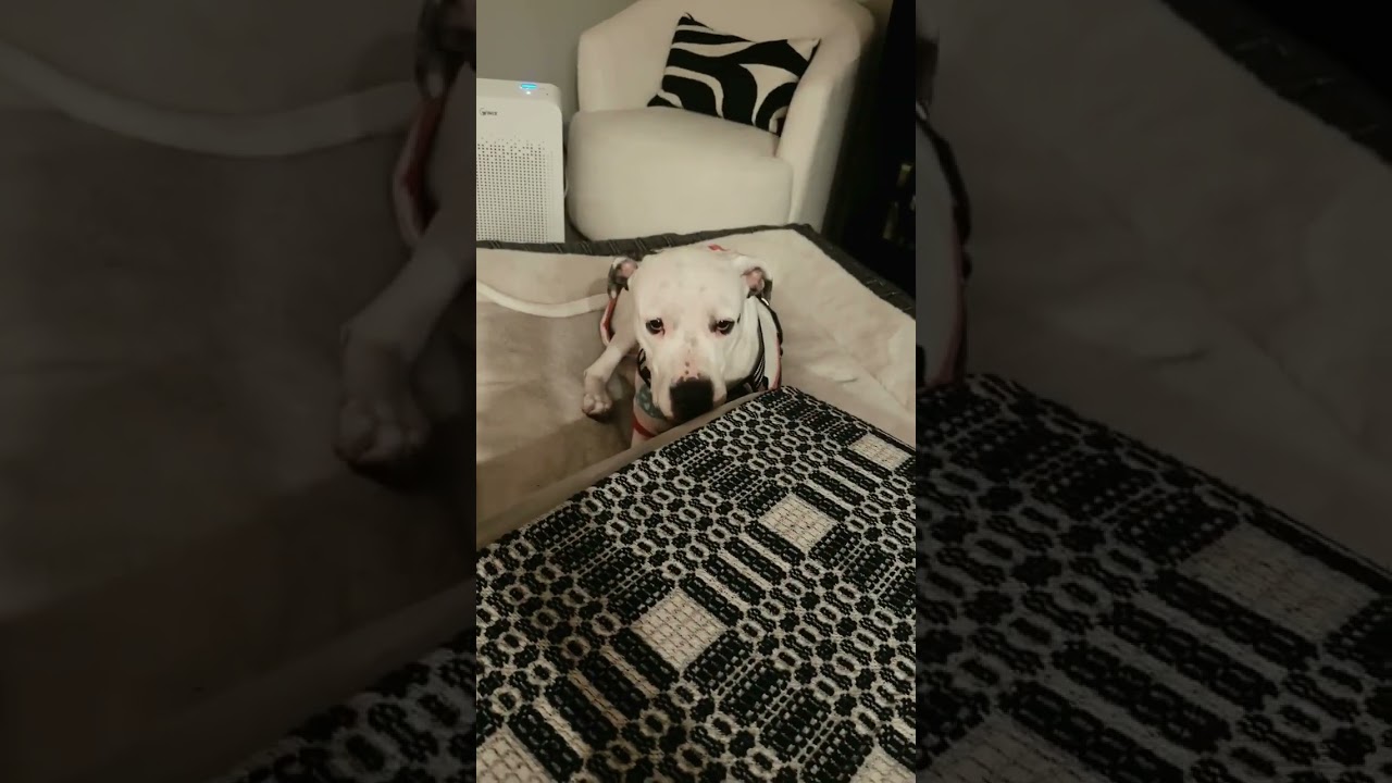 Enlarge Adorable Snow Dove loves All, a Adoptable Dogo Argentino in Encinitas , CA video 6/6