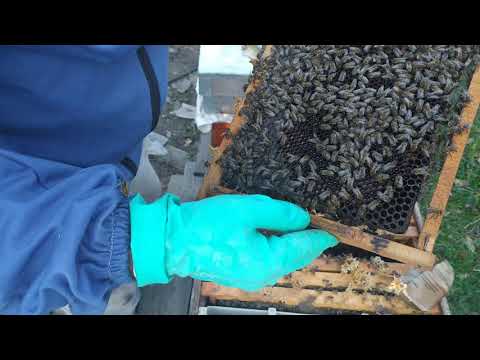 , title : 'arıcılık. 07/12/2020 kış öncesi kontrol. arıcılık nasıl yapılır? bal arısı bakımı'