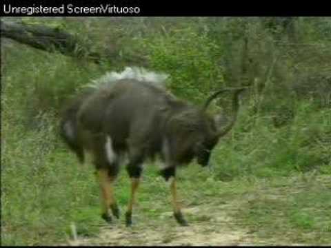 Nyala Bulls Displaying to Beethoven - Djuma AM 10/10/07