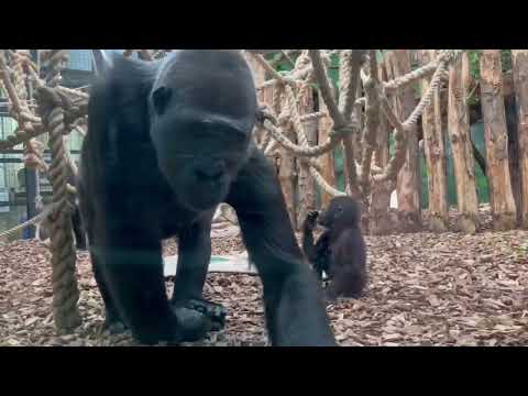 Gorilla Kingdom | London Zoo