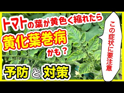 トマト: 苗の葉が黄色くなっているのはなぜですか?何をするか？  庭園
