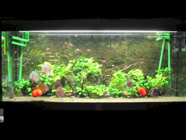 Diszkoszos akvárium ( discus fish tank )