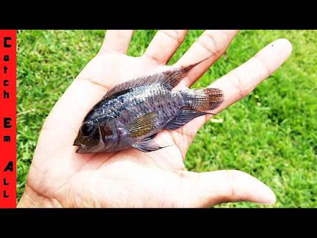 IDENTIFY this Exotic FISH we CAUGHT!!