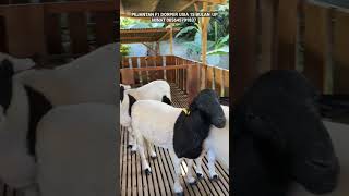 Download lagu Pejantan f1 dorper usia 15 bulan up siap buat macek barang superan #dorper #dombasuper #jualdomba mp3