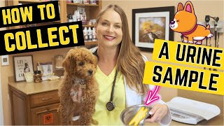 How to Collect a Urine Sample for your Veterinarian! Easy Tutorial and Tips
