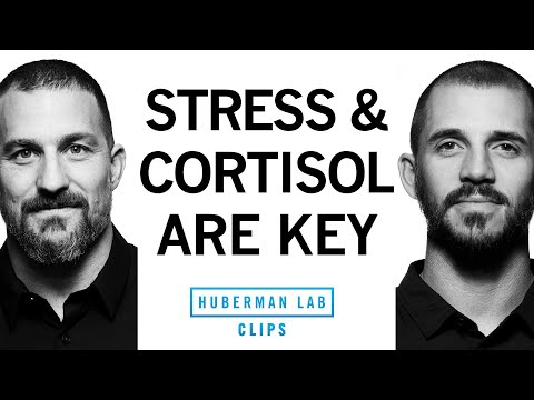 Fitness Improvement Requires Stress & Cortisol | Dr. Andy Galpin & Dr. Andrew Huberman
