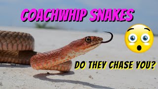 Coachwhip Snake