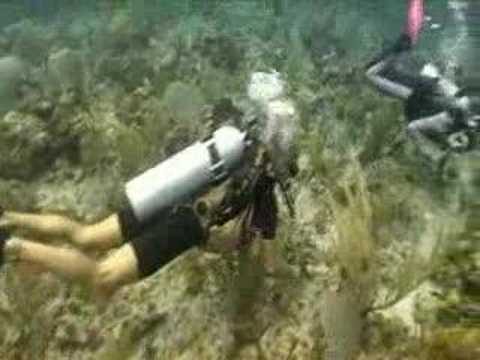 Diving Bloody Bay Wall-Diving Little Cayman Island:Little Ca