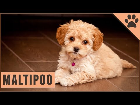 Maltipoo Información De Raza De Perro | Perros Mundo