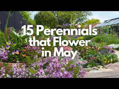 15 Perennials That Flower in May | Cottage Garden Plants | Perennial Garden