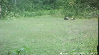 Barnes Lake Bears 10