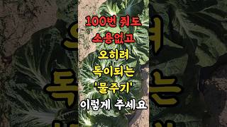 100번 줘도 소용없고 오히려 독이 되는 물주기 반드시 이렇게 주세요