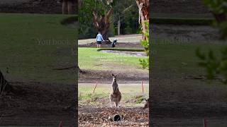 You came to golf, kangaroos came to judge your swing 🦘#australia #kangaroo #golf #golfcourse