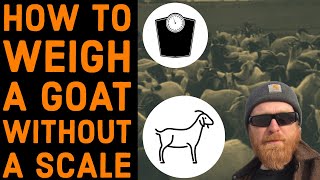 How to Weigh a Goat Without a Scale