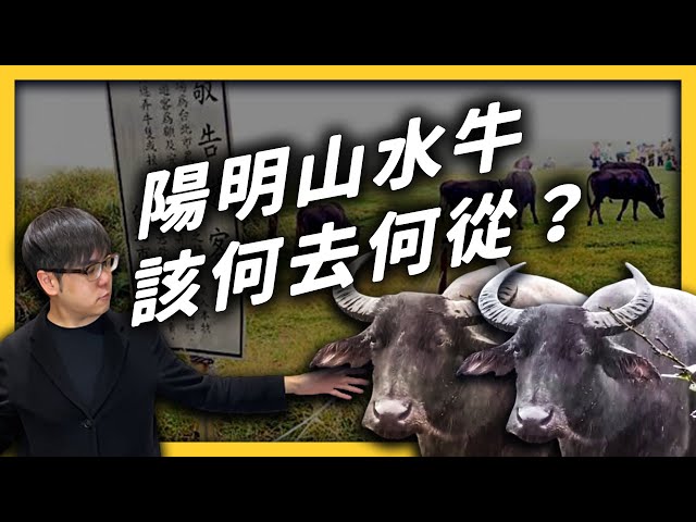 擎天崗水牛暴斃的後續討論：死因是什麼？陽明山上倖存的牛牛，又該如何處理？｜志祺七七