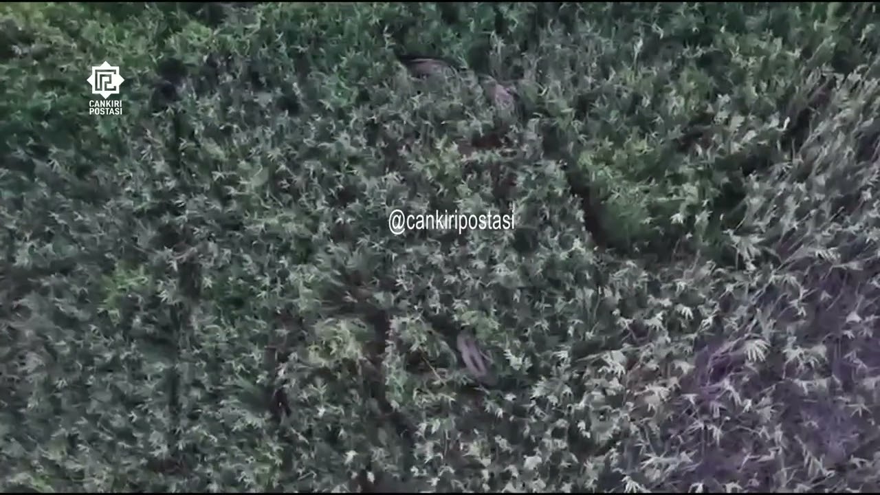 Çankırı’da domuzların gizli yaşam alanı görüntülendi