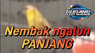 Download lagu Pleci Gacor nembak wit wit ngalun PANJANG mp3