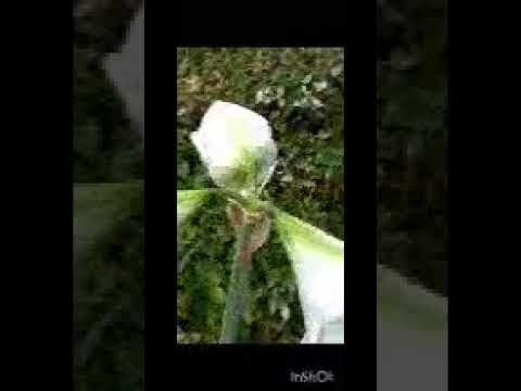 アマリリスの成長を促進し、再び花を咲かせる天然肥料は何ですか?  庭園