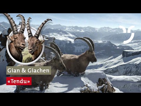 Gian und Giachen: "Tendu"
