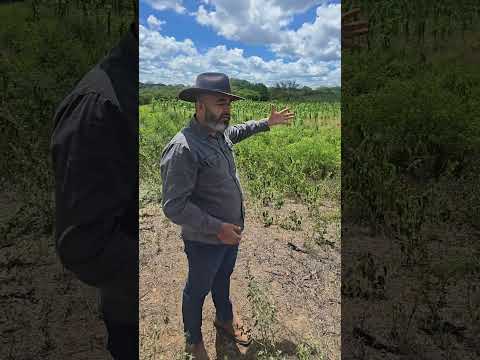 Sítio em Sertania PE, medindo 24 hectares, Valor R$ 190.000,00